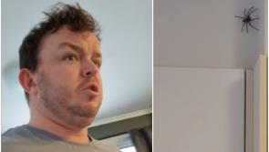 WATCH: Irish TikTok star's hilarious reaction to 'jaysus huge spider' in kitchen