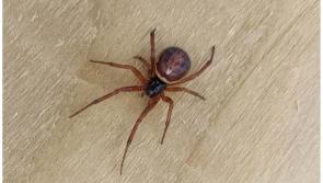 Warning of greater risk of False Widow Spiders indoors as temperatures drop