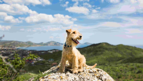 From sharing a bed to boosting mental health - New report reveals insights from Irish pet owners