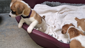 'Ignorance is no defence' - 20-year-old fined for docking tails of puppies in Tipperary