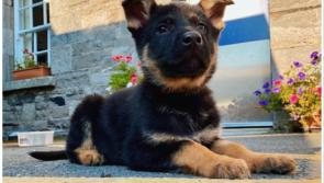 Garda Dog Unit welcomes three adorable four-legged recruits