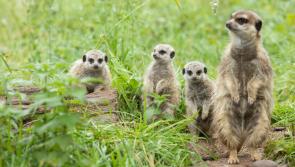To win a prize, can you name Fota Wildlife Park's three new Meerkat babies? Details here!