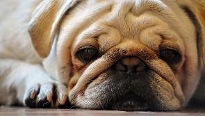 Irish animal welfare group calls for erasure of pugs and bulldogs from advertisements