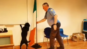 WATCH: Labrador from Garda Dog Unit races trainees to find illegal drugs