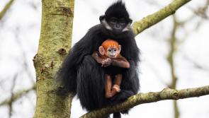 Irish wildlife park seeks name suggestions for endangered baby monkey - have your say!