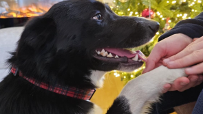 'We had to do something' - Sweet dog saved from being put to sleep seeks forever home