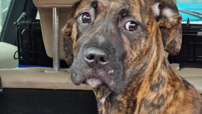 'We  need help' - Animal charity seeks donations as they rescue first dog of 2024