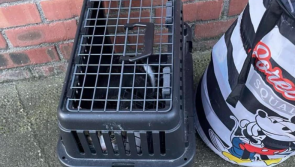 'Please just let us know it&rsquo;s safe' - Rescue appeals for information on cat taken from path