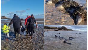 WATCH: Stranded dolphins rescued and returned to sea in Kerry bay