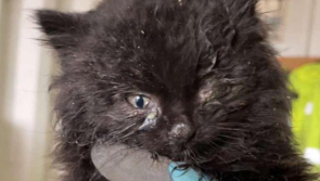 'For pity's sake neuter your cats' - Severely malnourished kitten rescued from rubbish dump