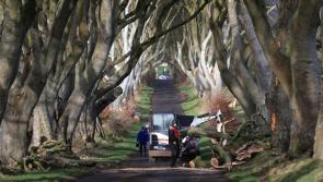 PICTURES: Trees made famous by Game Of Thrones felled by Storm Isha as Storm Jocelyn approaches Ireland
