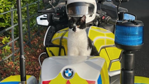 'We are recruiting but no cats need apply' - Garda&iacute; tease idea of new Garda Cat Unit
