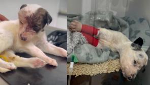 Weeks old puppy with 'severe head wound' recovering after rescue by Irish animal charity