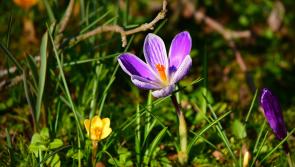POLL: Irish people clash over the first day of spring - Is it today or March 1?