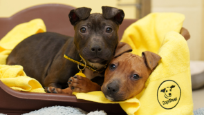 Over 400 surrender requests sent to Dogs Trust from Irish pet owners since Christmas Day