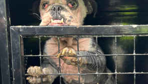 'Someone left her like this' - Donations needed to help severely ill dog found straying