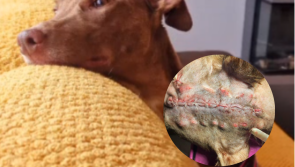 'Just look at our girl' - Animal rescue seeks loving home for dog who survived axe attack