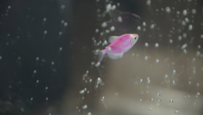ALERT: Two popular fish aquarium products recalled due to risk of electrocution