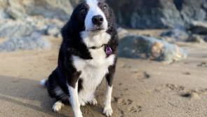 Waterford community raises over &euro;20,000 to mend dog's broken heart