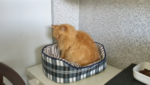 'Amazing' - 15 year old cat missing for nine years found on vet's Facebook page