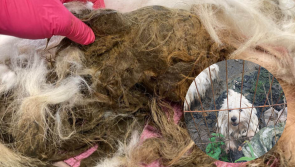 Couple who kept neglected dogs locked in pen get decade-long animal ban