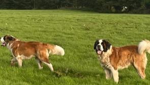Kilkenny hurling legend Henry Shefflin issues appeal to locate his missing dogs