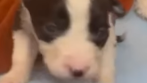 'It's a big litter' - MADRA dog rescue asks public to help name 8 rescued puppies