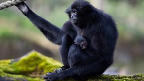 Adorable and endangered baby monkey born at Fota Wildlife Park
