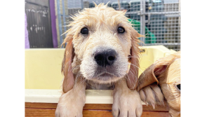 Irish Dogs for the Disabled issue appeal for puppy raisers