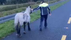 Garda&iacute; respond to unexpected runaway in Kilkenny