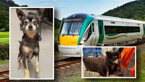 Irish Rail looking to reunite owner with little dog who boarded train to Dublin last Friday