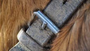 Young boy awarded &euro;20,000 after vicious dog attack 