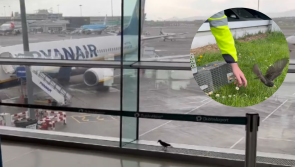 WATCH: Charlie the Bird departs Dublin Airport after being trapped in terminal for weeks