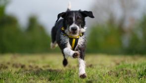 Charity warns of canine obesity in Ireland