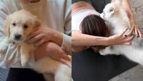 'Should be banned' - Controversial puppy yoga classes land in Dublin