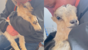 WATCH: 'Starving' baby goat found dumped in stranger's garden