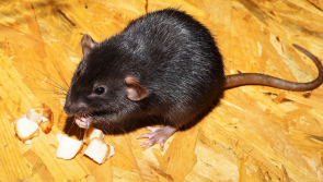 Limerick takeaway shut down by health inspectors due to 'grave and immediate danger'