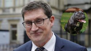 'You see a dog like that coming, you're scared' - Minister Eamon Ryan on ban of XL Bullies
