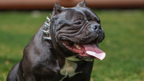 Full restrictions revealed as nationwide XL Bully ban comes into effect today