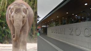 Dublin Zoo monitoring herd as two elephants die within days of one another