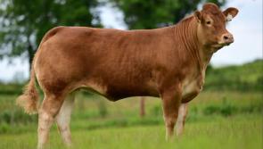 Cavan auction goes 'All Too Well' as heifer 'Taylorswift' fetches top price