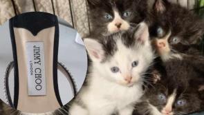 Designer shoes worthy of Carrie Bradshaw donated to Irish charity shop... but there's a catch! 