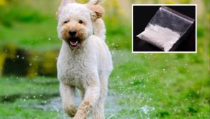 ALERT: Dog owners warned as beloved labradoodle ingests cocaine at popular walking spot