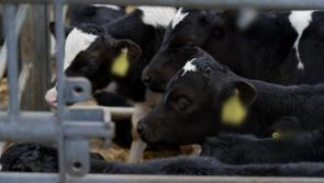 RT&Eacute; Investigates details further &ldquo;Cruel&rdquo; and &ldquo;Unacceptable&rdquo; treatment of Irish calves