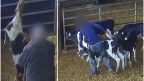 'Horrifying' - Viewers react to secret RT&Eacute; footage of cattle facility showing calves 'beaten'