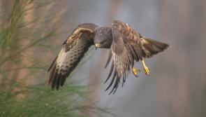 ALERT: Poultry flock owners urged to be vigilant as new case of bird flu is confirmed