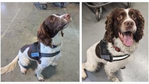 Revenue's little helpers seize contraband worth over &euro;880k just before Christmas 