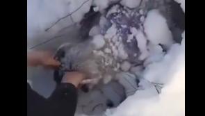 URGENT: Race against time as community beg for help  in rescuing  snow-trapped sheep