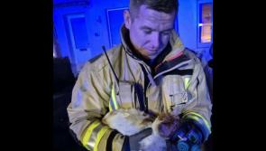 'Pets are family'- Biscuit the cat saved by firefighter with oxygen mask