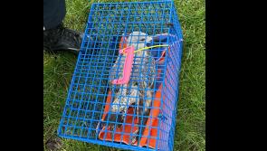 Seagull fishing for trouble saved by Dublin Fire Brigade